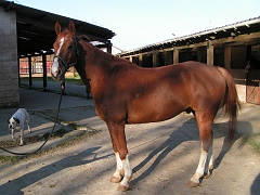 Ilvis photos- chevaux etrier 065